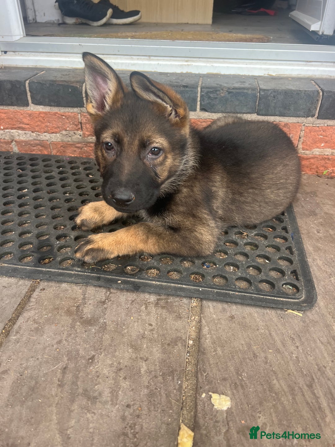 German Shepherd dogs for sale: Czechoslovakian German shepherd working line - Image 5