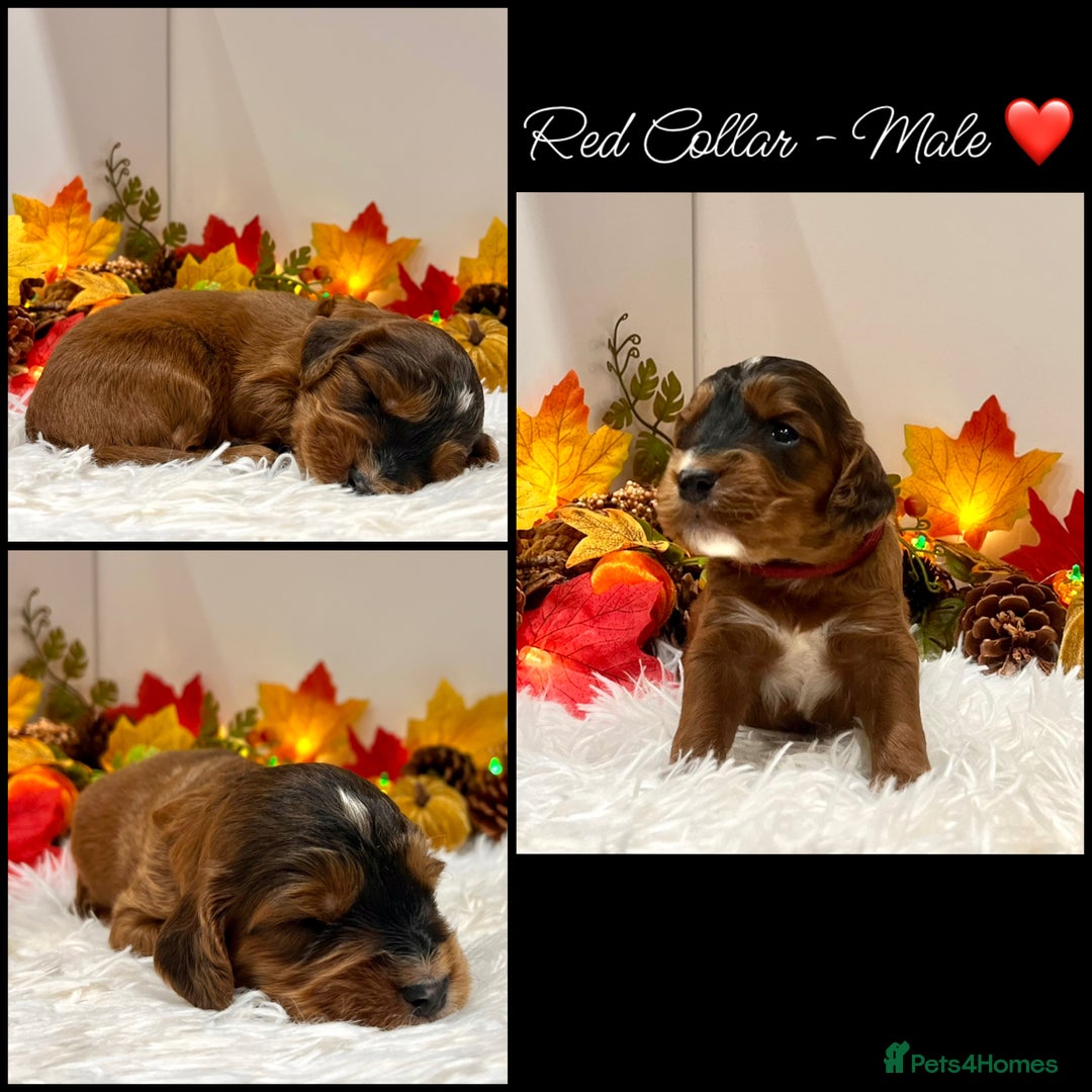 Cockapoo dogs for sale: 🌟Rare Red Sable F1B Mini Cockapoo’s🌟 DNA CLEAR ✅ - Image 7