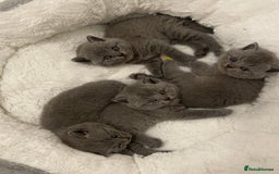British Shorthair cats for sale: Gccf reg blue bsh kittens  - Image 1
