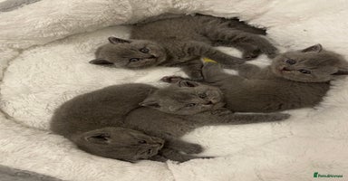 British Shorthair cats - Advert 11
