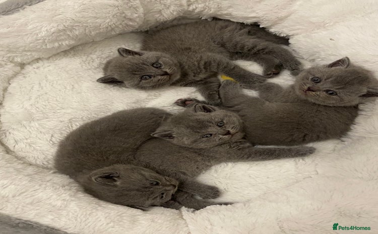 British Shorthair cats - Advert 5