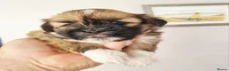 Lhasa Apso dogs for sale: Adorable Lhasa Apso Puppies  - Advert 12