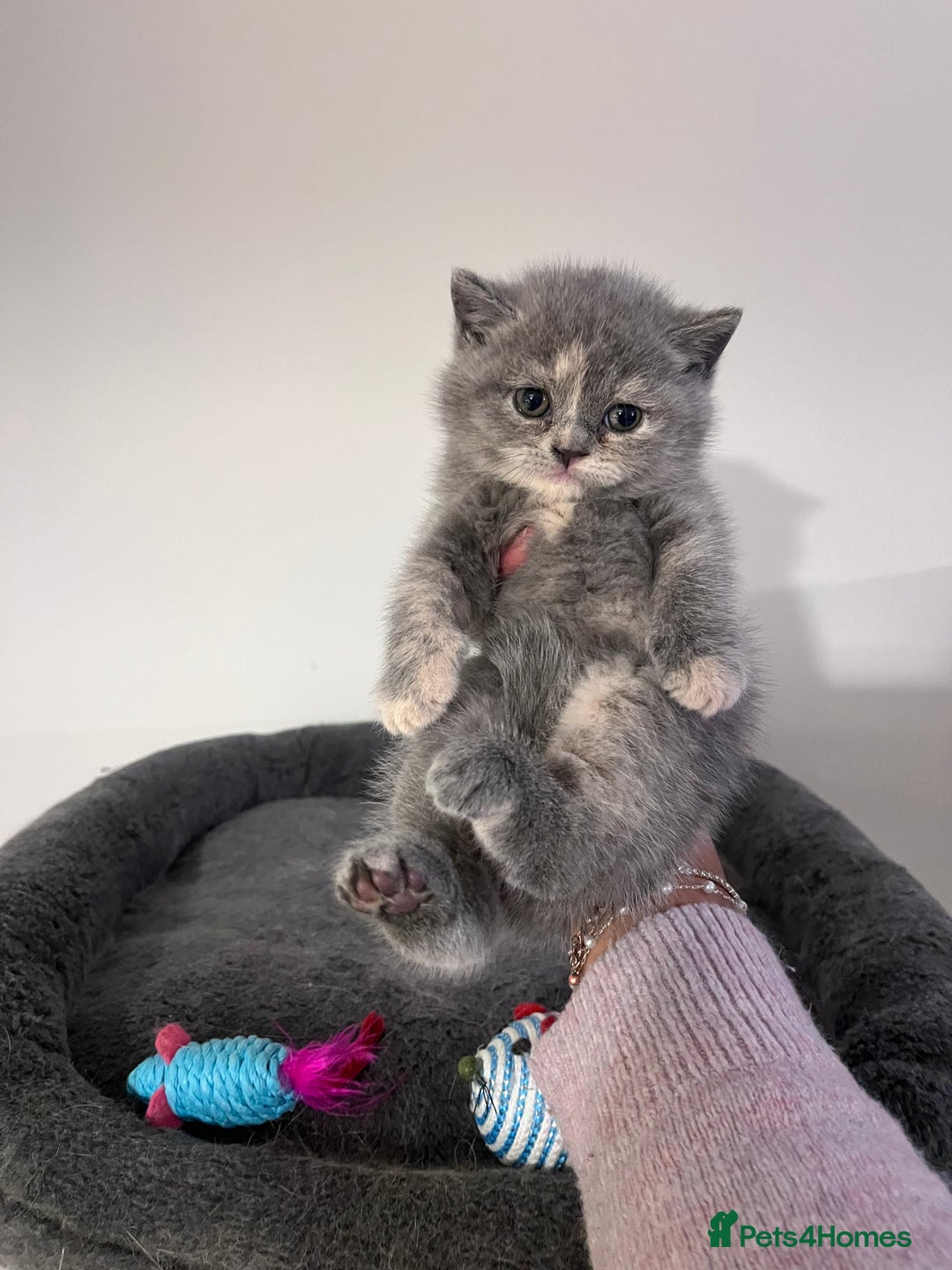 British Shorthair cats for sale:  💖Rare Colors British Shorthair Kittens💖 - Image 4