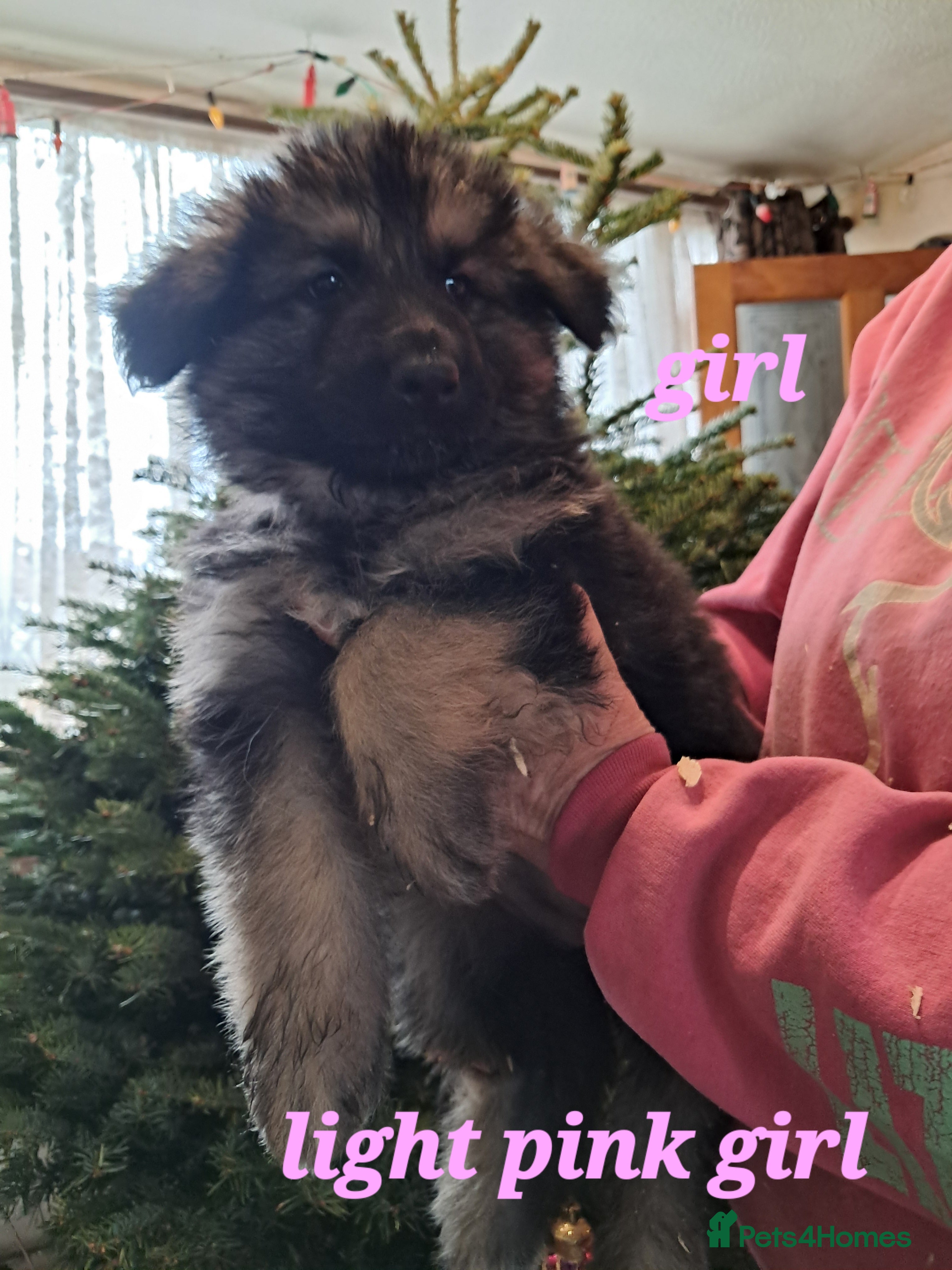 German Shepherd dogs German Shepherd pups  - Advert 9