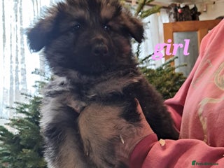 German Shepherd dogs German Shepherd pups - Advert 2