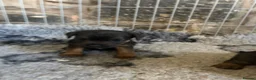 Border Terrier dogs for sale: Border terriers - Advert 5
