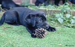 Labrador Retriever dogs for sale: Chunky black labrador girl available  - Image 9