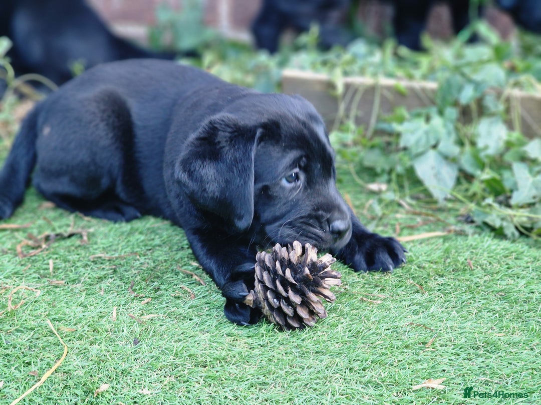 Labrador Retriever dogs for sale: Chunky black labrador girl available  - Image 9