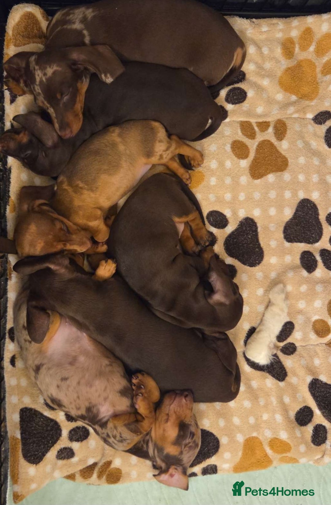 Miniature Dachshund dogs for sale: Beautiful Mini Dachshund Puppies READY  - Advert 2