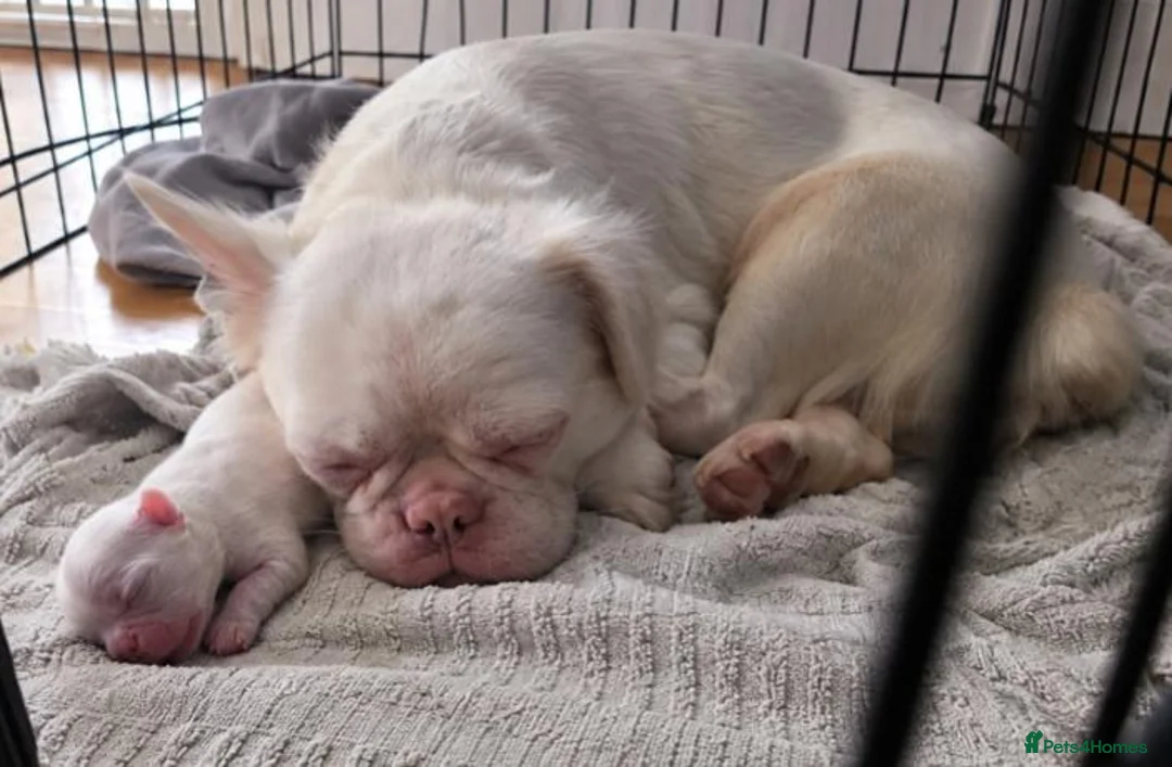 French Bulldog dogs for sale: Male micro pink fluffy frenchie - Advert 1