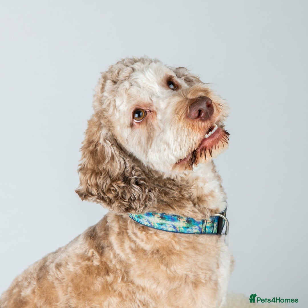 Cockapoo dogs for sale: F1b Cockapoo puppies 1M 1F remaining - Advert 3