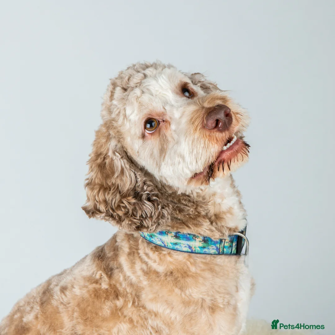 Cockapoo dogs for sale: F1b Cockapoo puppies 1 girl remaining - Advert 7