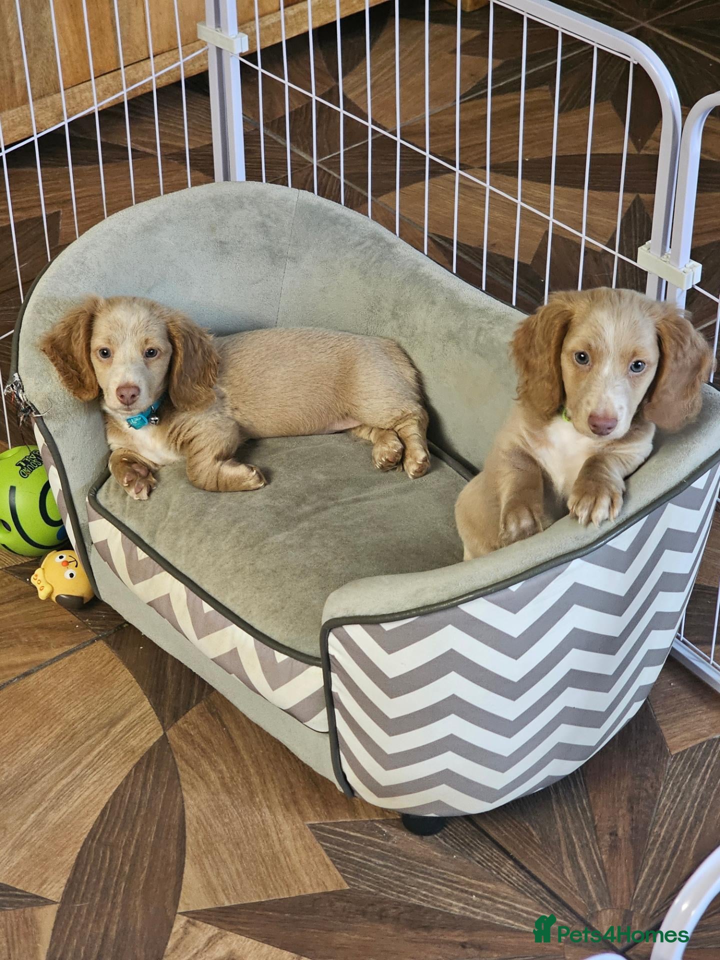 Miniature Dachshund dogs 🐾A rare pair of identical twins mini dachshunds🐾 - Advert 1