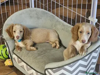 Miniature Dachshund dogs 🐾A rare pair of identical twins mini dachshunds🐾 - Advert 1