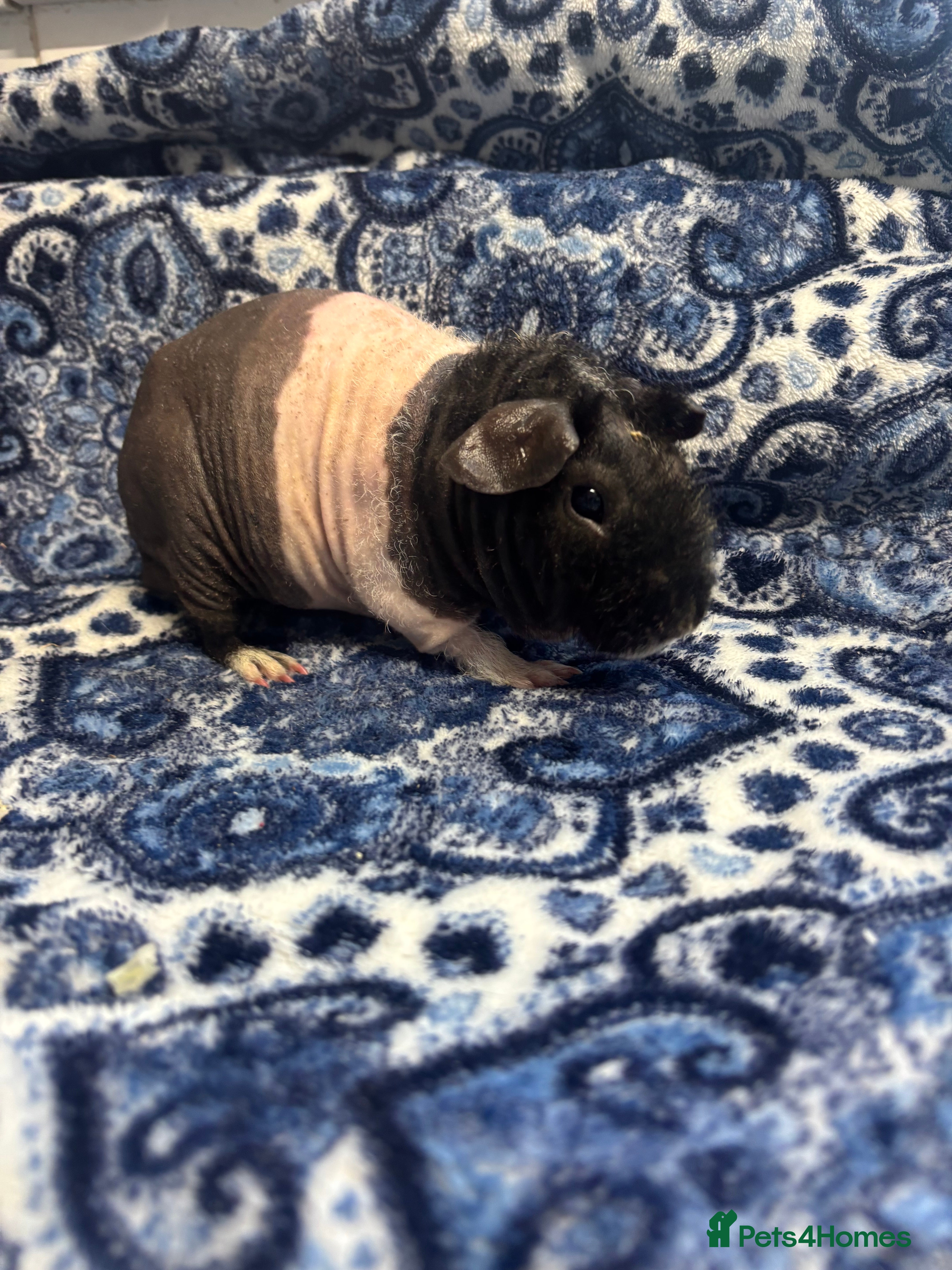 Guinea Pig rodents Handsome lupin the werewolf  - Advert 14