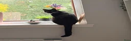 Mixed Breed cats for adoption: Cuddle Kitty with the Zoomies - Advert 4