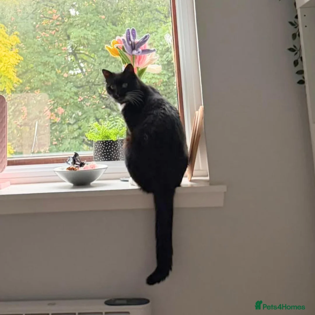 Mixed Breed cats for adoption: Cuddle Kitty with the Zoomies - Advert 4