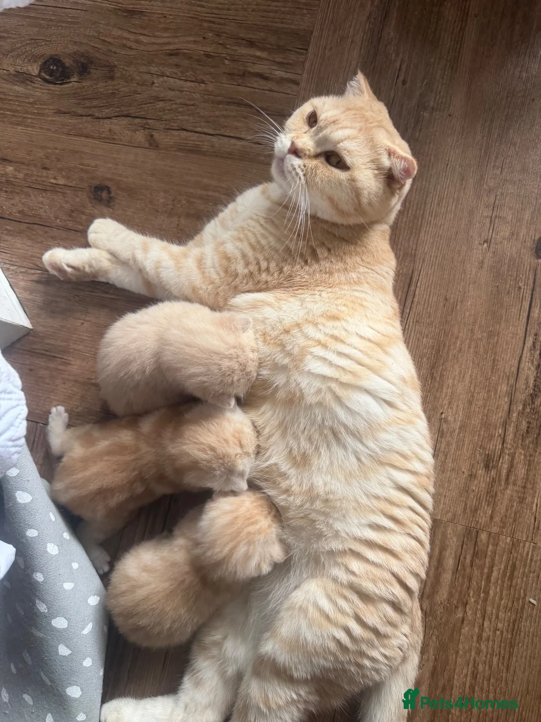 Scottish Fold cats for sale: Scottish fold and straight  in London - Advert 1