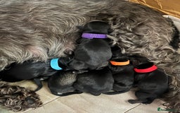 Miniature Schnauzer dogs for sale: KC miniature schnauzer puppies  - Image 18