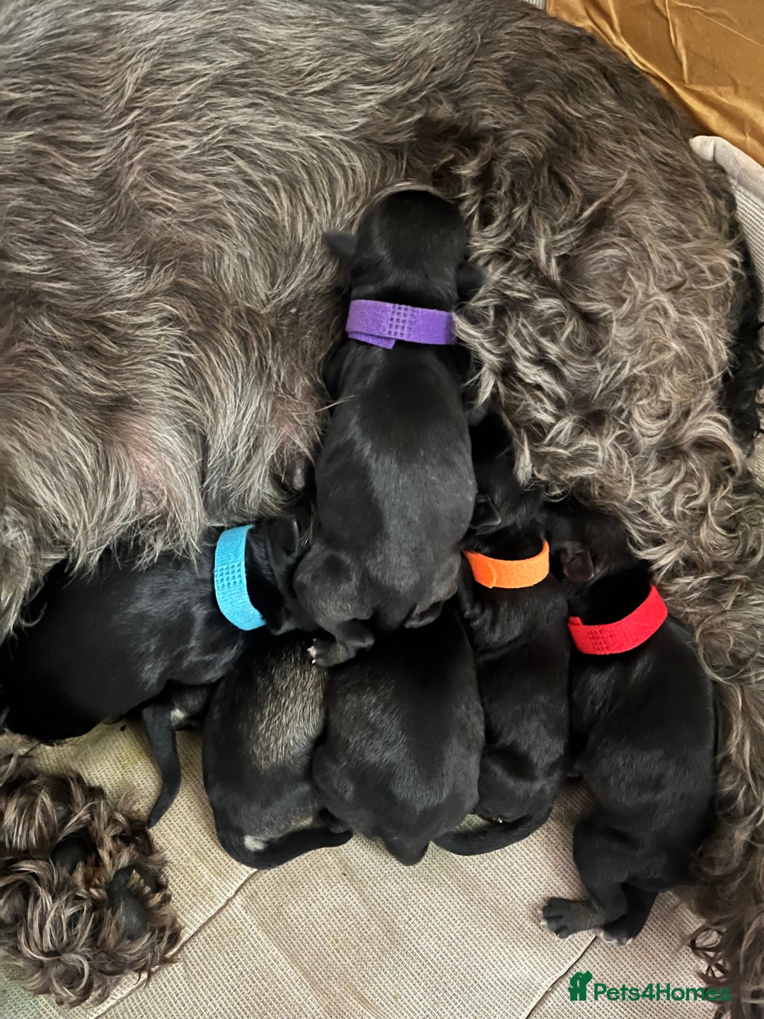 Miniature Schnauzer dogs for sale: KC miniature schnauzer puppies  - Image 18
