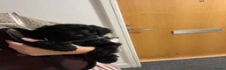 Cockapoo dogs for sale: BLACK COCKAPOO  - Advert 7