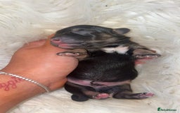 Chiweenie dogs for sale: Gorgeous Mini Dachshund X Puppies🐾 - Image 13
