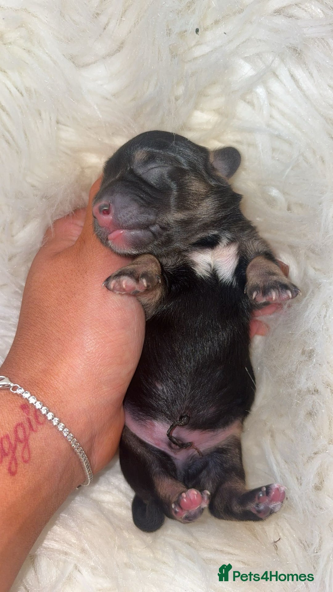 Chiweenie dogs for sale: Gorgeous Mini Dachshund X Puppies🐾 - Image 13