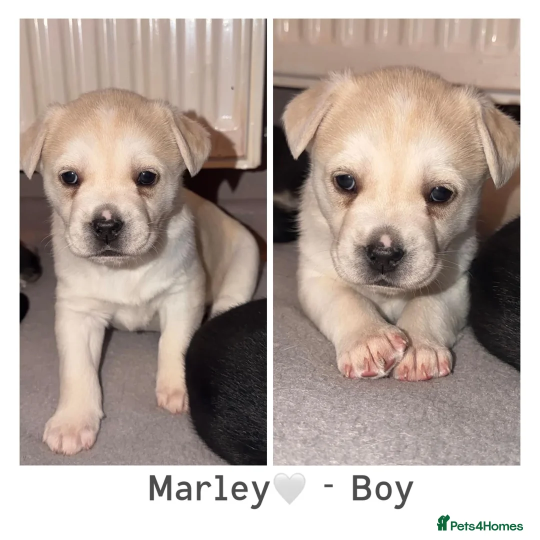 Mixed Breed dogs for sale: Beautiful Puppies  - Advert 4
