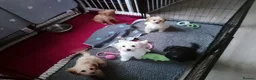 Mixed Breed dogs for sale: Cavapoochon puppies with 5 weeks free insurance  - Advert 18