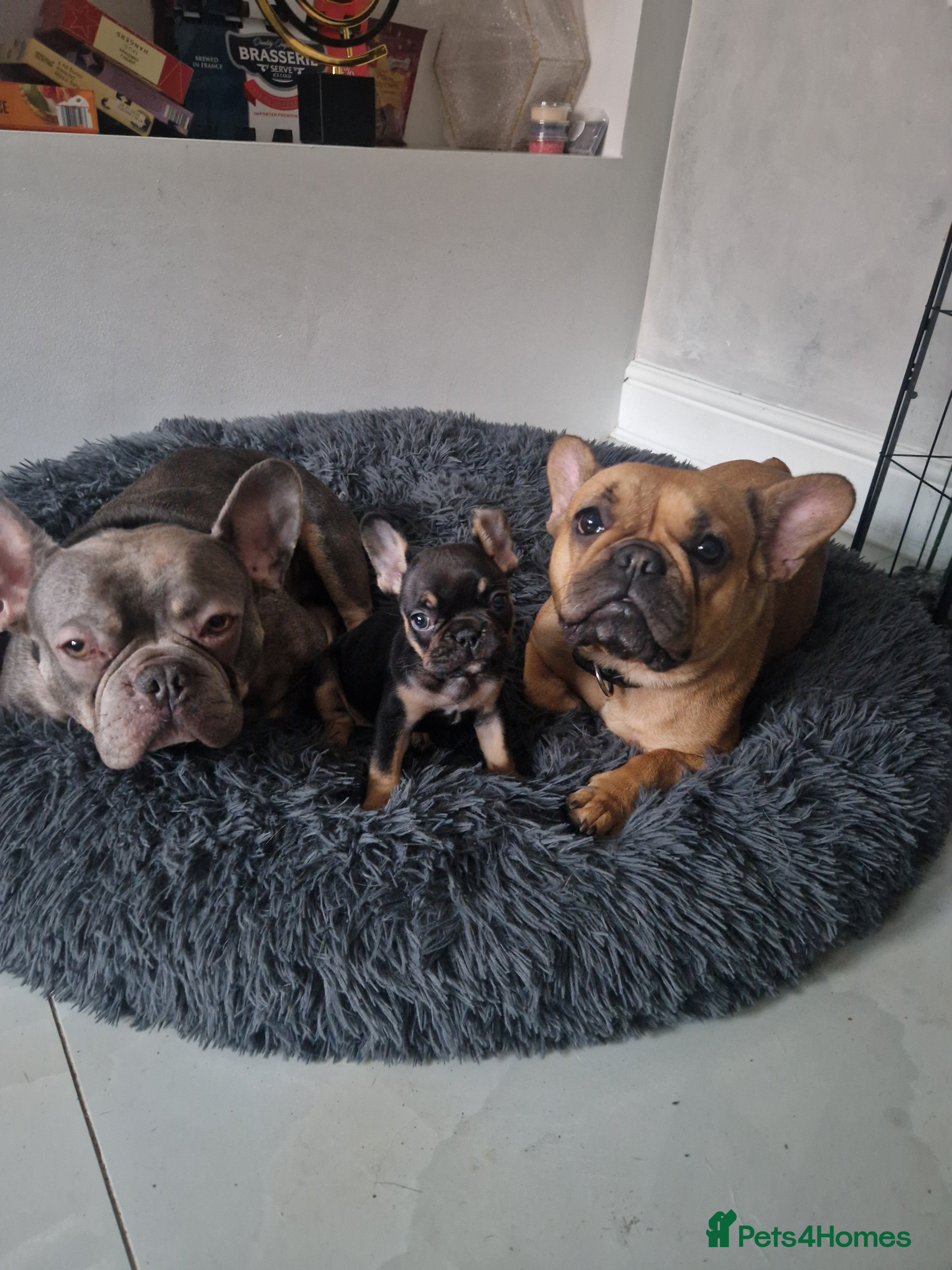 French Bulldog dogs Exotic French bulldog  - Advert 3