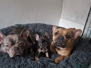 French Bulldog dogs Exotic French bulldog - Advert 3