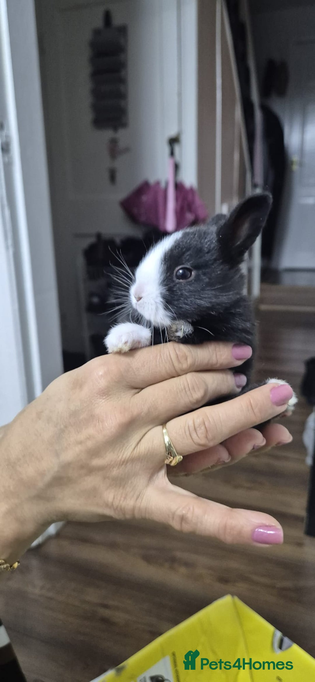 Mixed Breed rabbits for sale: 3 weeks old so cute 💕 - Advert 27