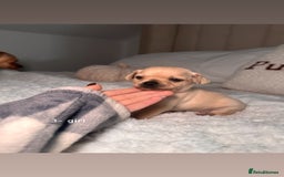 Chiweenie dogs for sale: chiweenie (dachshund x chihuahua) puppies - Image 11