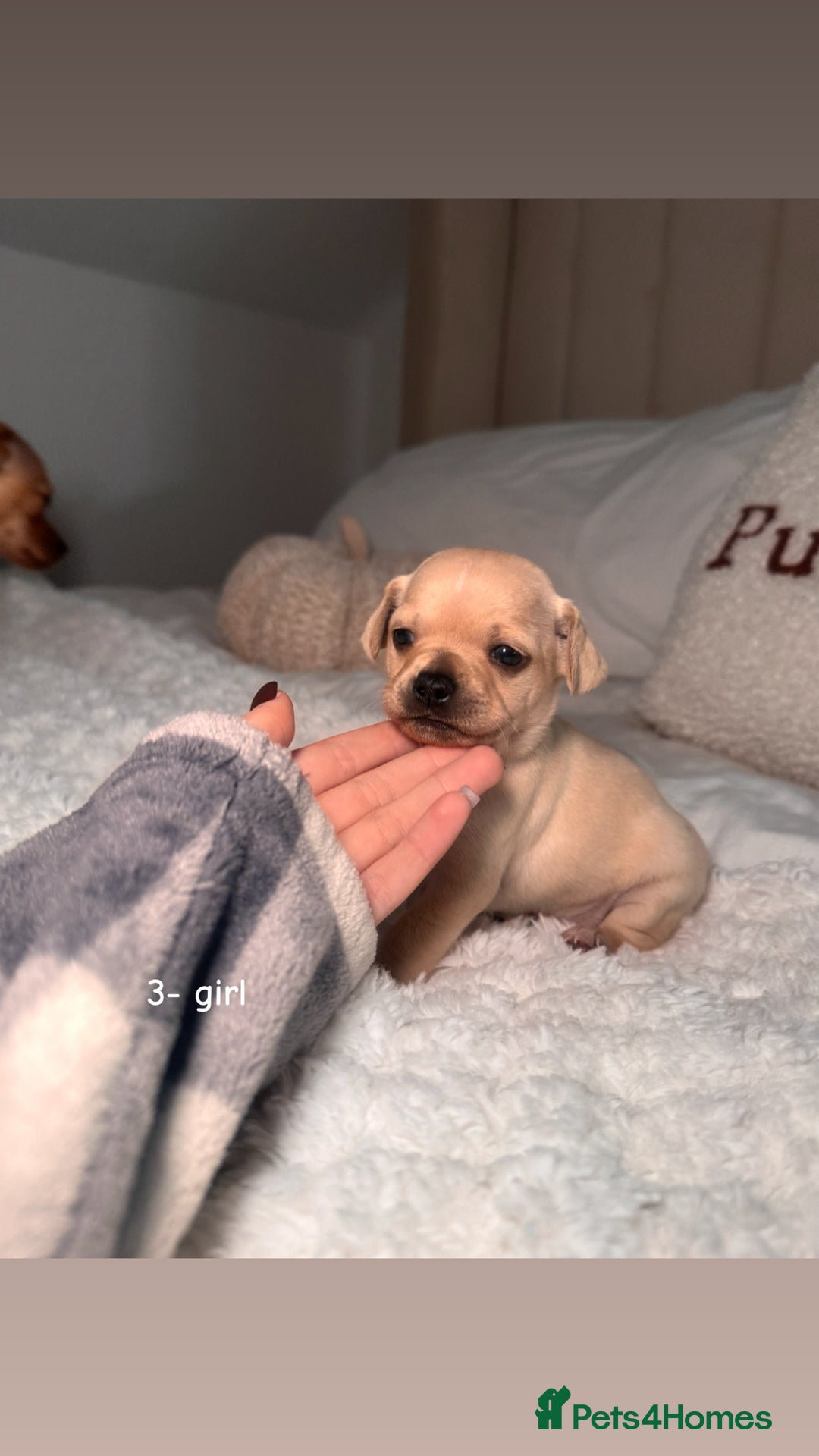 Chiweenie dogs for sale: chiweenie (dachshund x chihuahua) puppies - Image 11