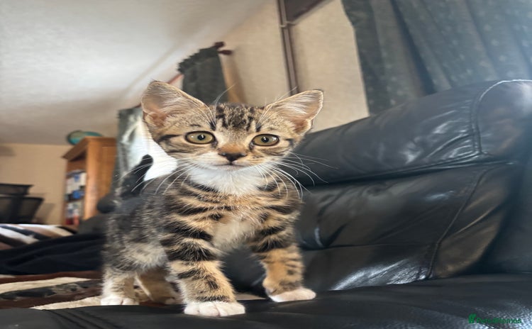Mixed Breed cats - Advert 3