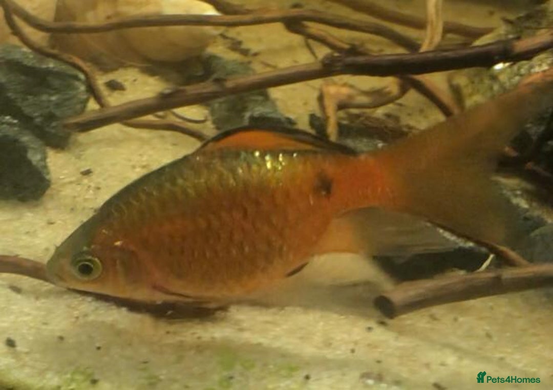 Other/Mixed Breed fish for sale: All fish sold individually for 10£ (info below) - Image 6