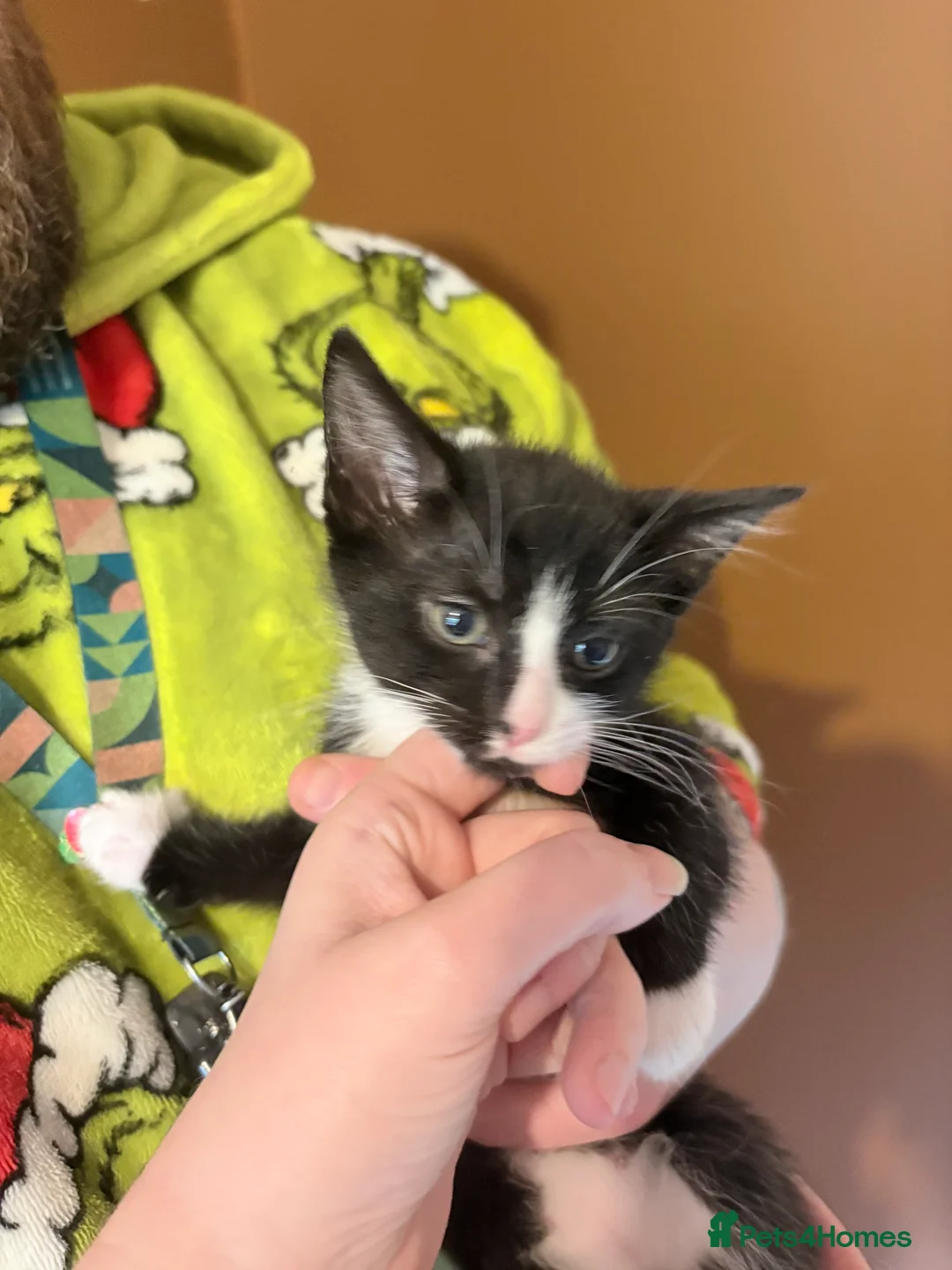 Mixed Breed cats for sale: Black and white kittens - Advert 3