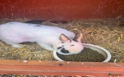 Netherland Dwarf rabbits for sale: Female rabbit for sale  - Image 2