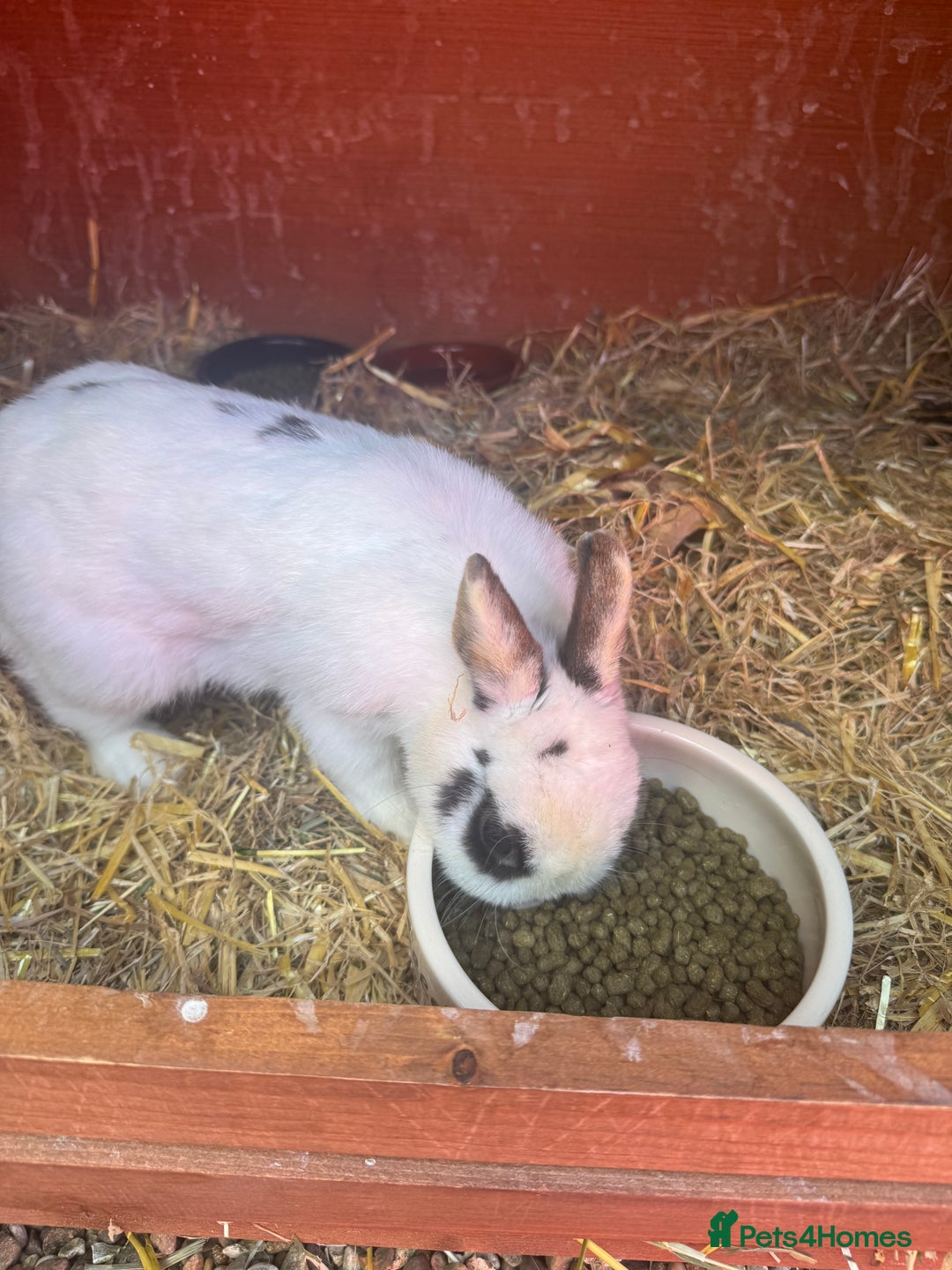 Netherland Dwarf rabbits for sale: Female rabbit for sale  - Image 2