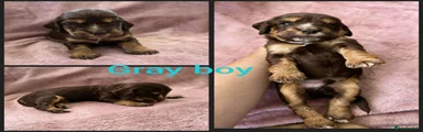 Gray boy