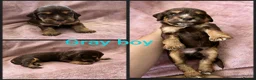 Cocker Spaniel dogs for sale: KC Reg health tested working cocker spaniels - Advert 7