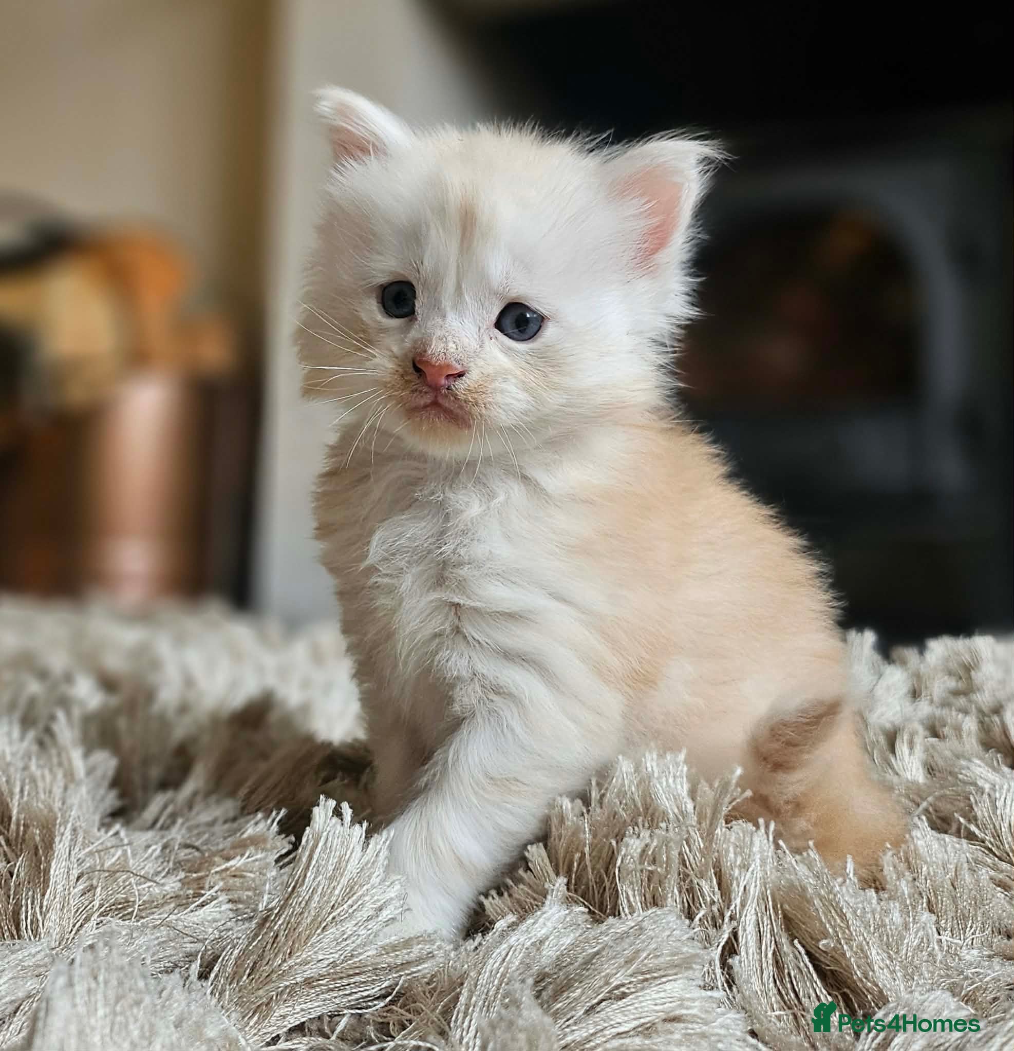 Maine Coon cats XXL Exceptional Pedigree Kittens Russian line - Advert 5