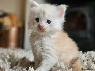 Maine Coon cats XXL Exceptional Pedigree Kittens Russian line - Advert 5