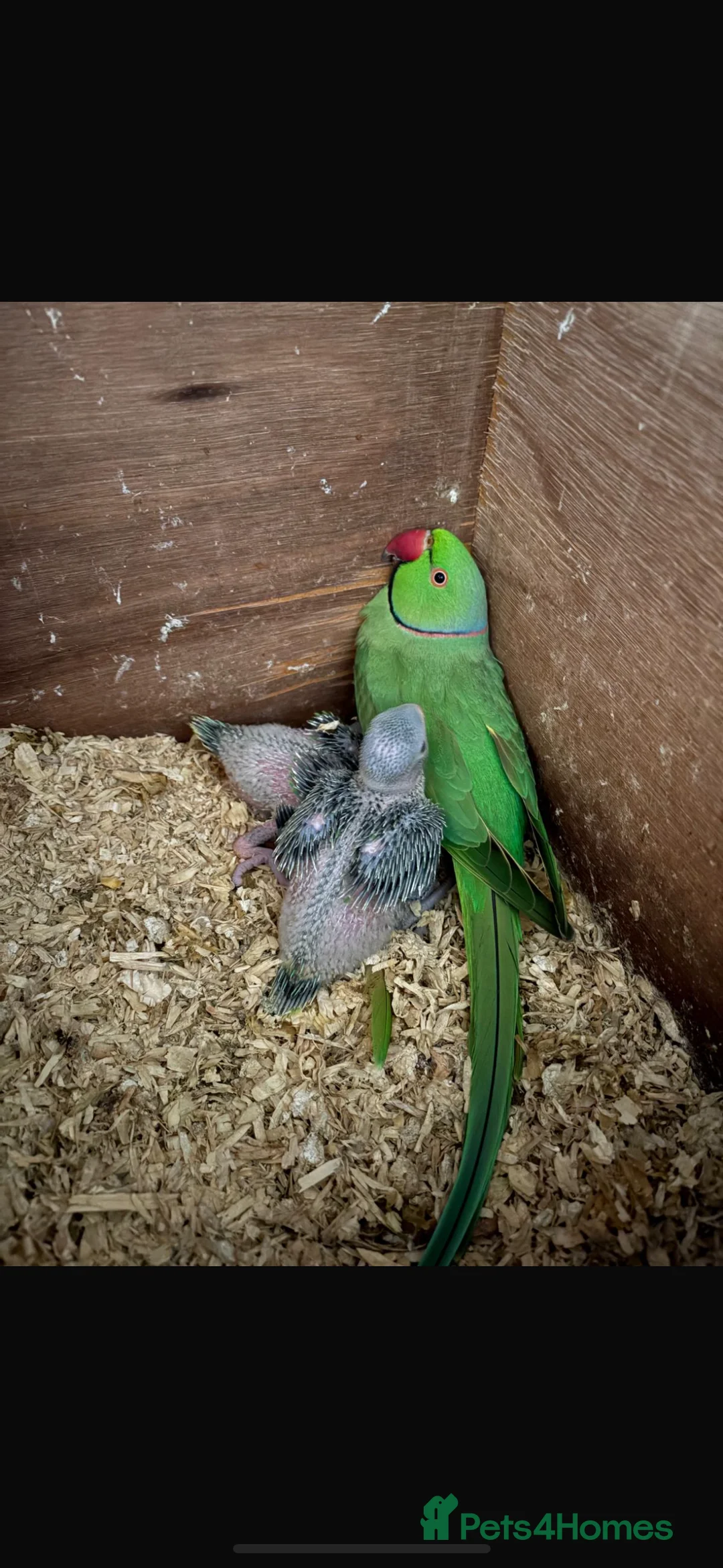 Ringnecks birds for sale: pair of ringnecks - Advert 8