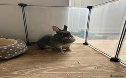 Netherland Dwarf rabbits for sale: Mini dwarf rabbit  - Image 1