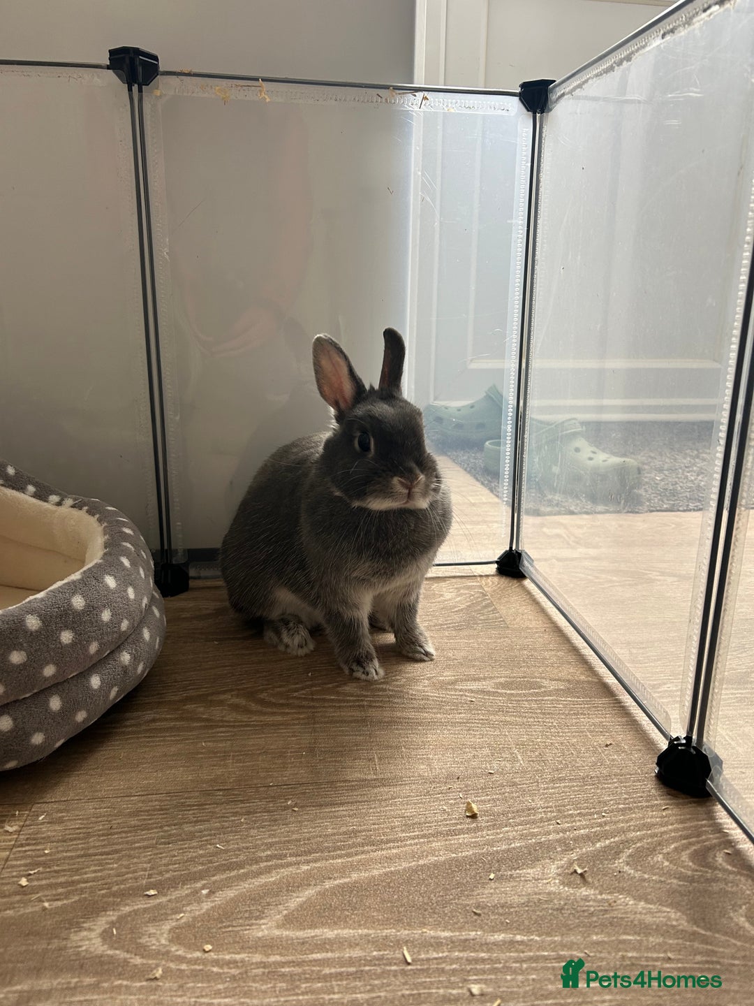 Netherland Dwarf rabbits for sale: Mini dwarf rabbit  - Image 1