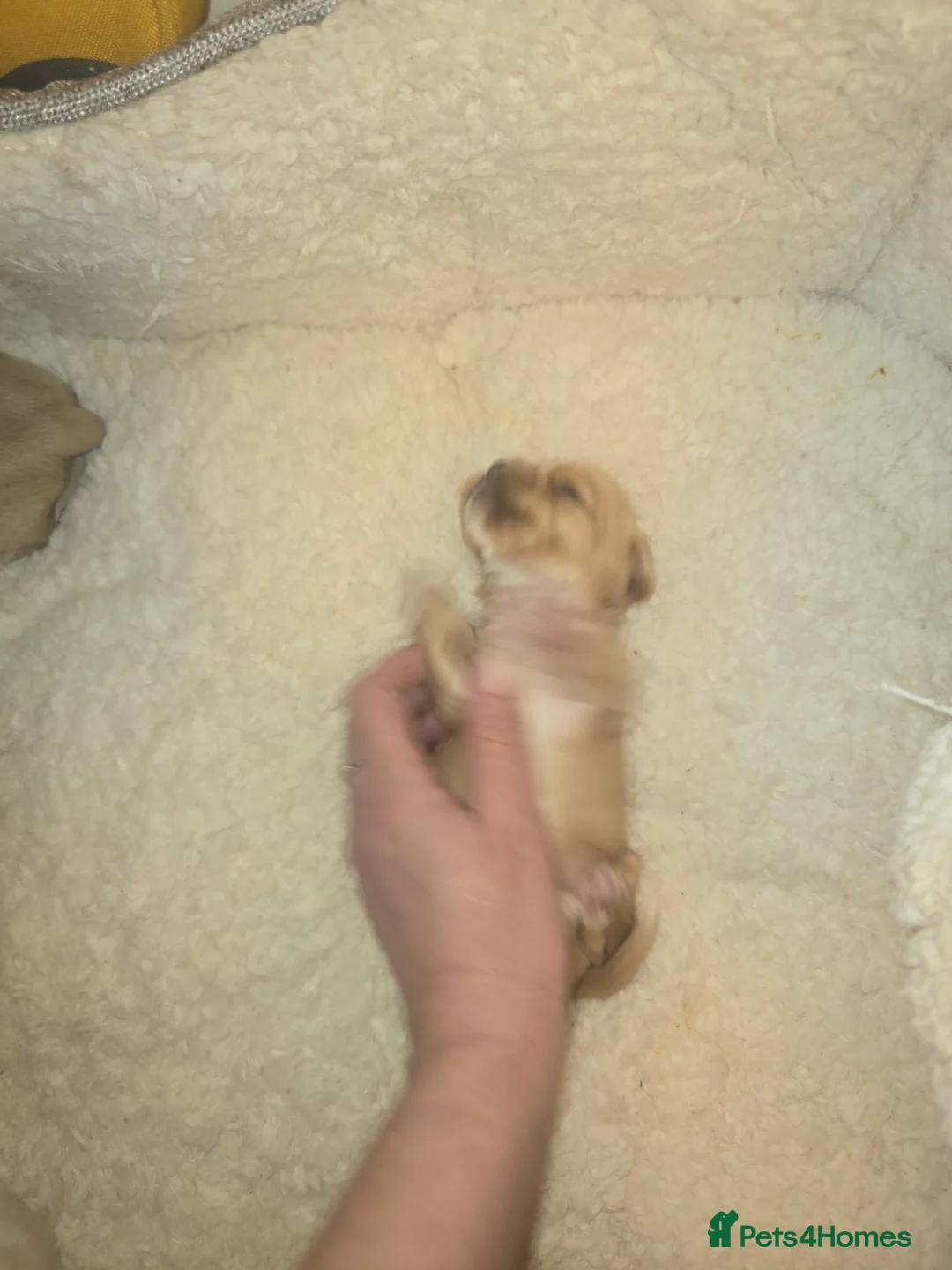 Yorkshire Terrier dogs for sale: wonderful puppies yorkshire terrier - Advert 11