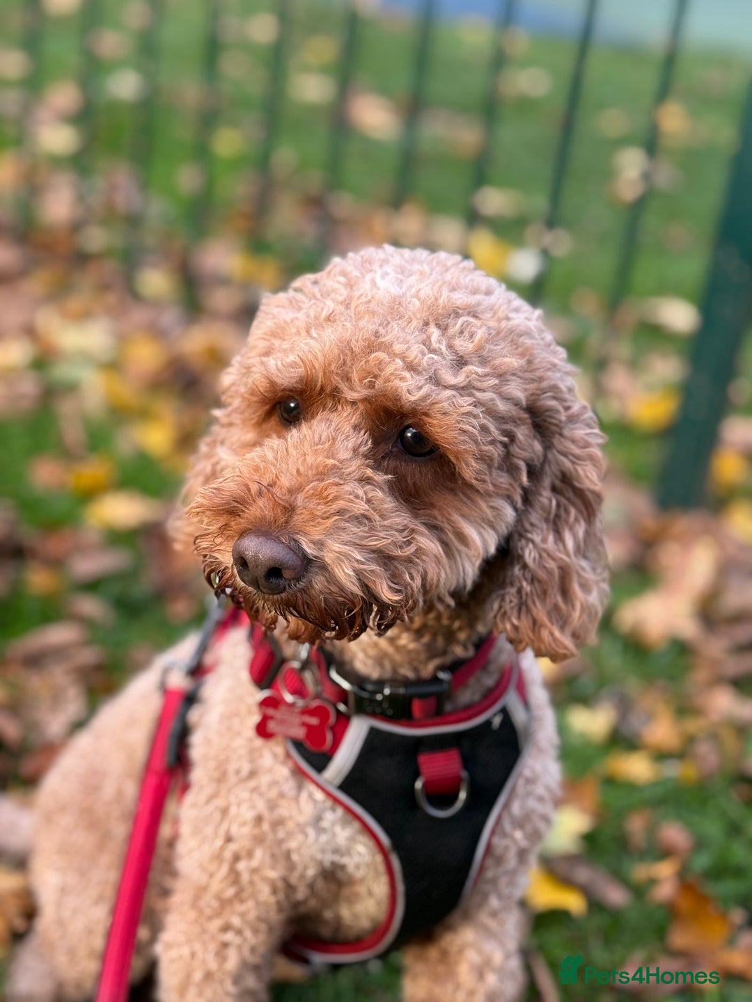 Cockapoo dogs for sale: 2yo cockapoo stormy  - Advert 3