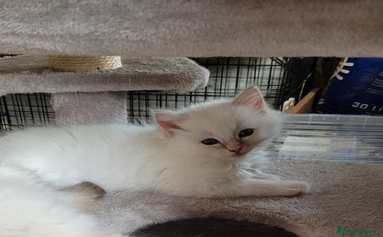 Ragdoll cats - Advert 7