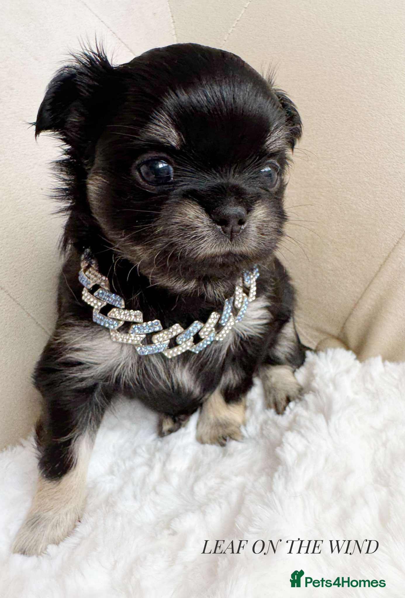 Chihuahua dogs KC quality Tricolor long coat chihuahua boy  - Advert 1